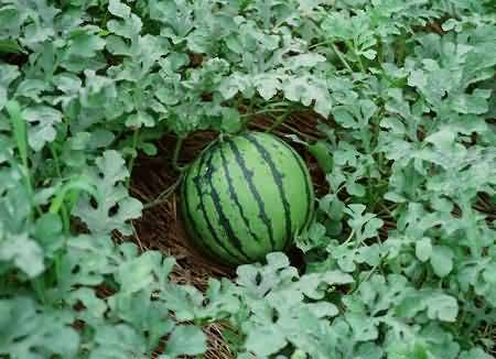 Taiwanese watermelon and melon farming earned 60 lakhs in 4 months, know the method of farming