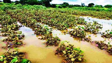 महाराष्ट्र में बेमौसम बारिश से आम, काजू की खेती को भारी नुकसान